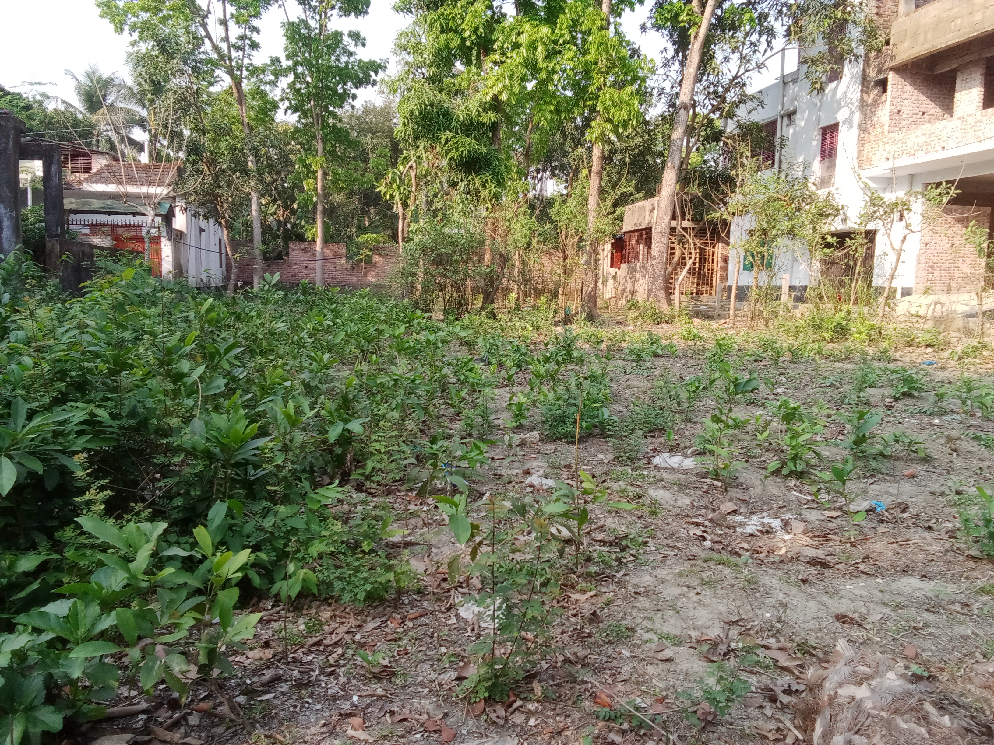 সাতক্ষীরা কাটিয়া লষ্করপাড়া জমি বিক্রি হবে