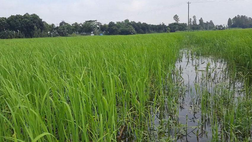 একটি ধানী জমি বিক্রি হবে। ধনবাড়ী, টাঙ্গাইল 